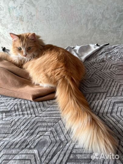 Котик в добрые руки
