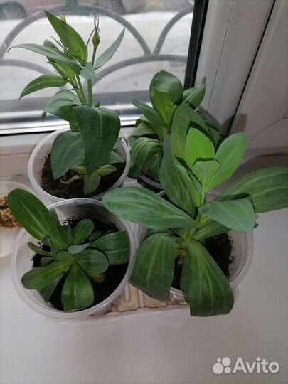 Продам цветы в связи с переездом