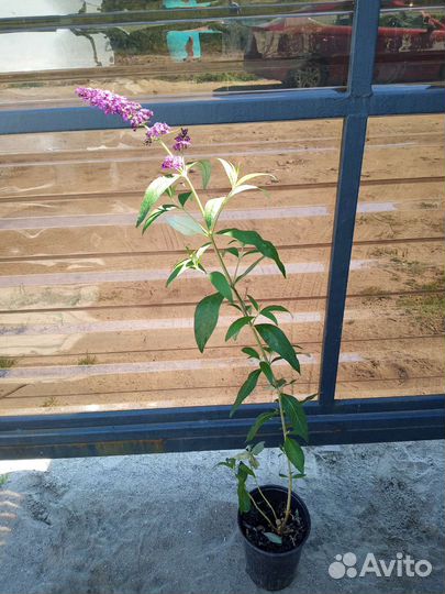 Буддлея давида Black Knight