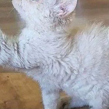 Ламбкин котёнок