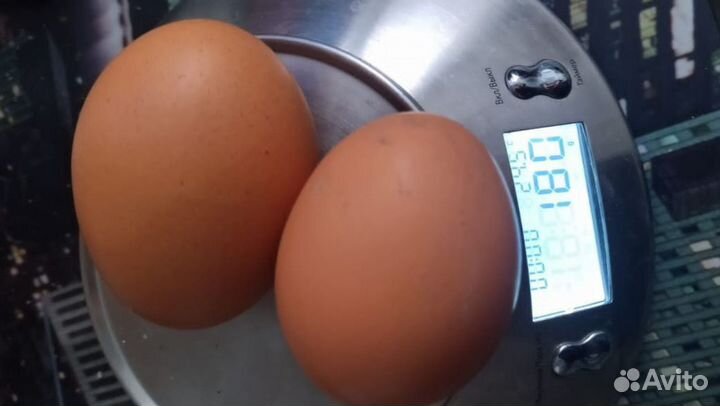 Домашние куриные яйца