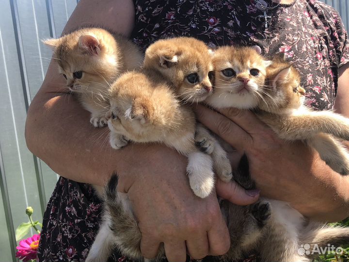 Котята золотая шиншилла