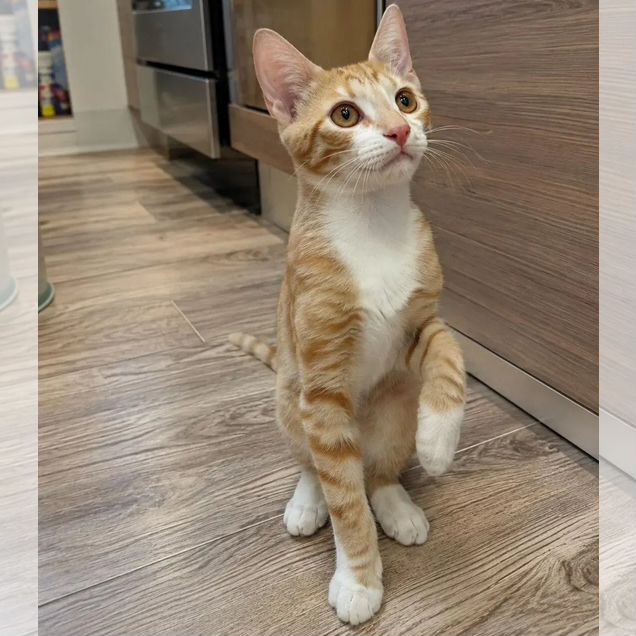 Котёнок в добрые руки