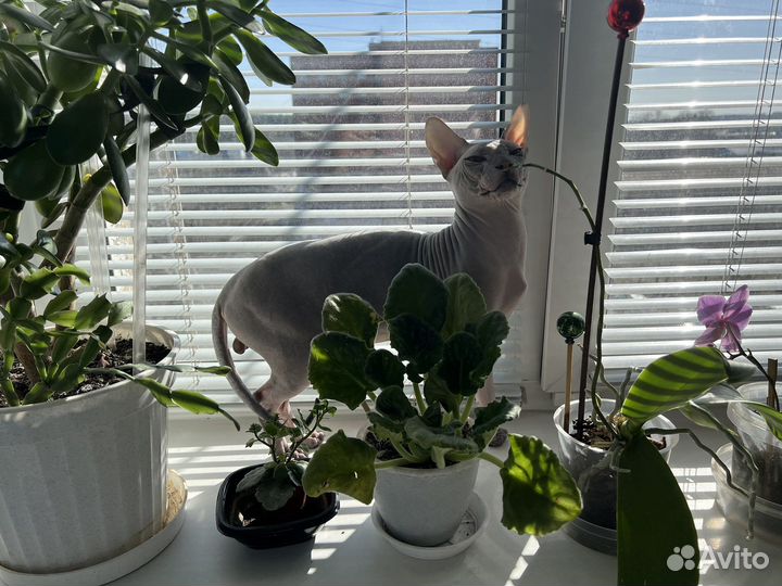 Донской сфинкс вязка