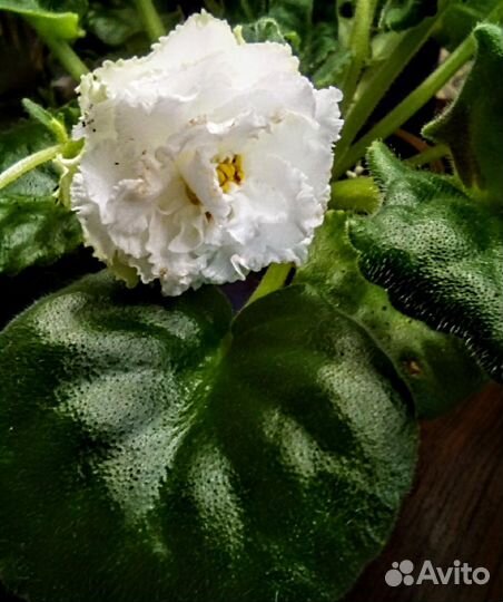 Фиалка ав Сахарная вата