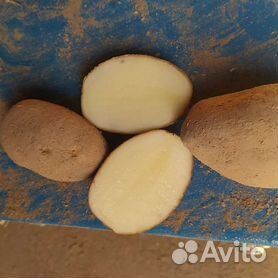 Семенной картофель янка