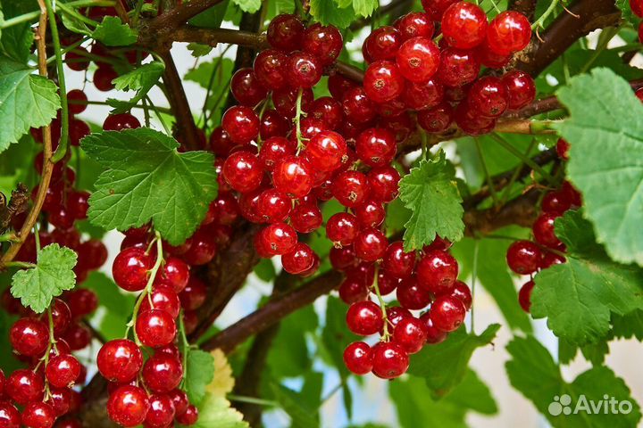 Красная смородина