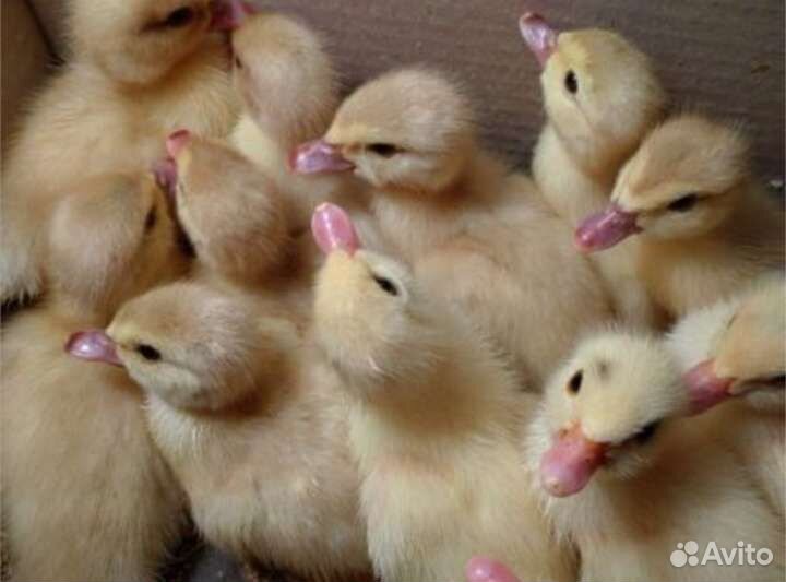 Утята суточные стар53