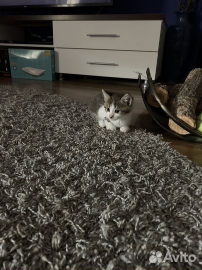 Отдам в добрые руки