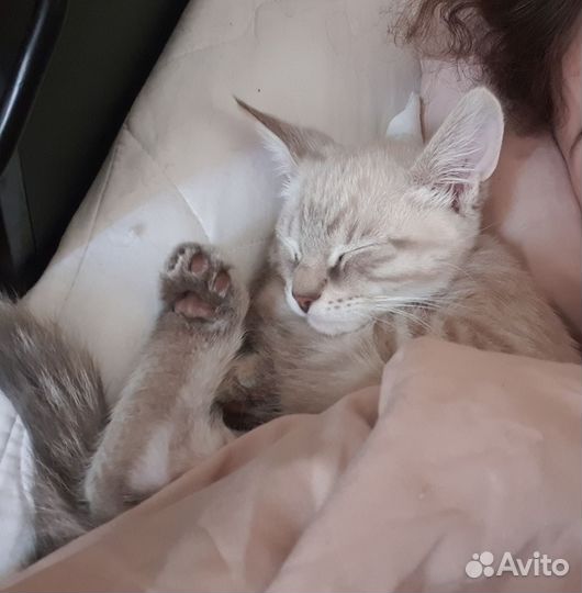 Котёнок мальчик