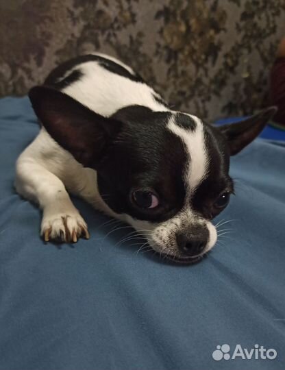 Вязка чихуахуа