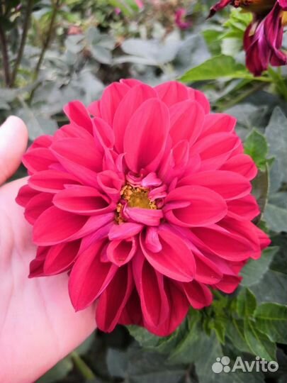 Георгины клубни