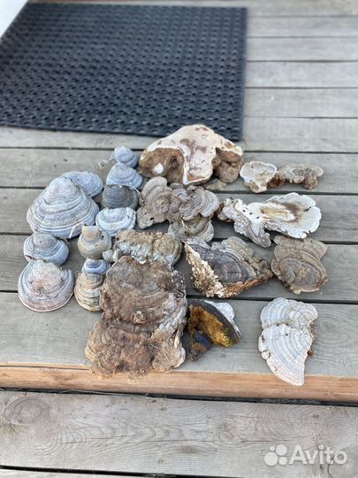 Гриб трутовик