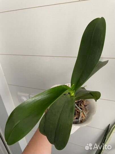 Орхидея фаленопсис