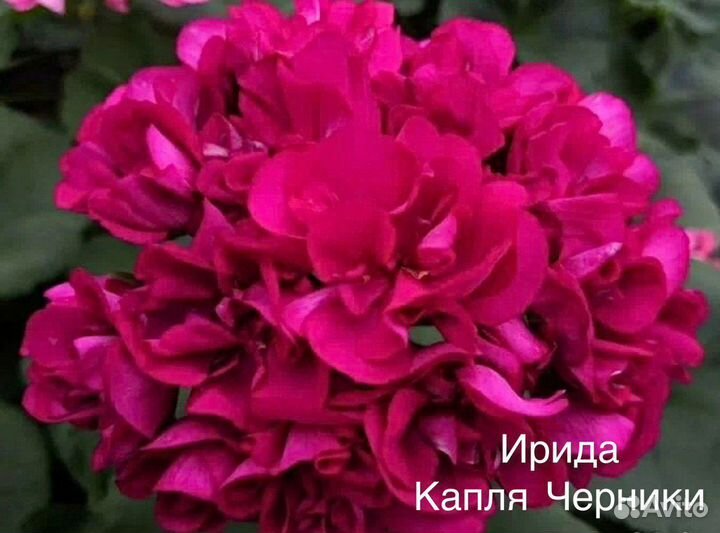 Пеларгония (герань) коллекционные сорта