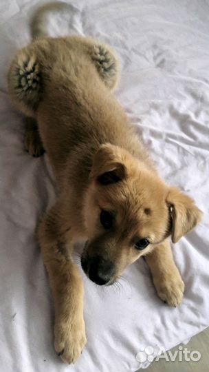 Медовый парнишка в дар