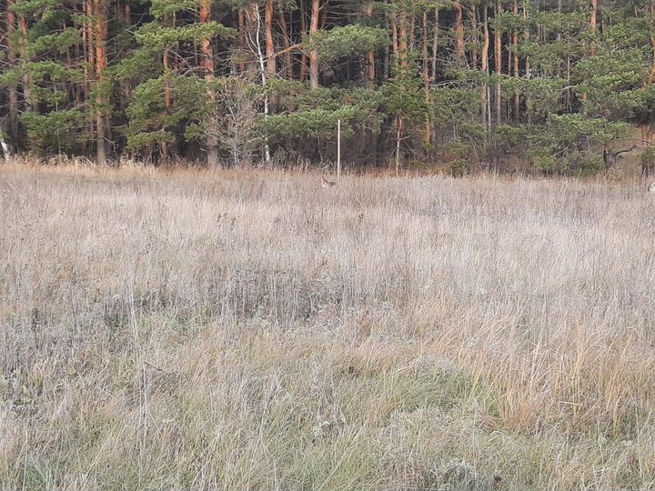 Участок 13 сот. (ИЖС)