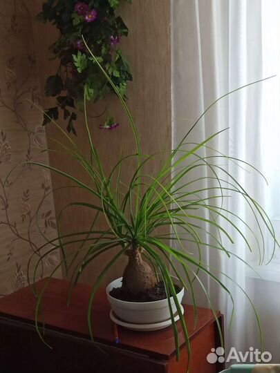 Нолина (бокарнея, слоновая нога)