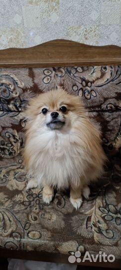 Померанский шпиц