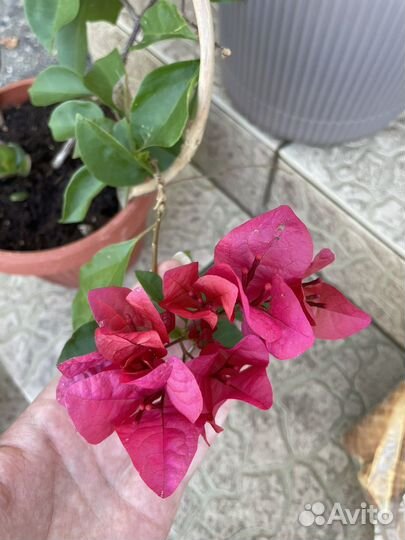 Бугенвиллия