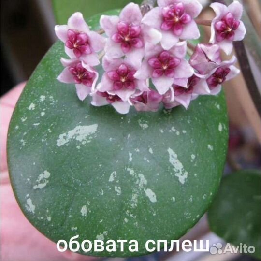 Хойя и дисхидия