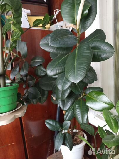 Комнатные цветы