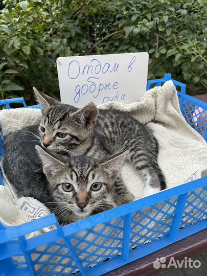 Европейская