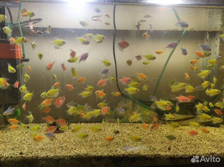 Аквариумные рыбки (своя разводная)