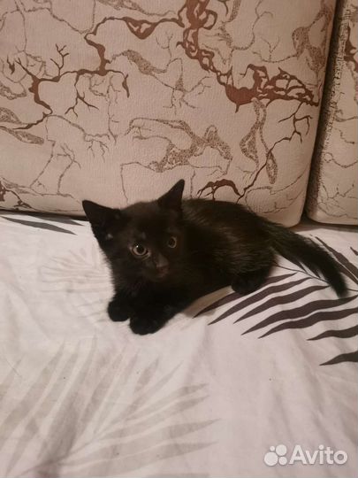 Котята ищут дом