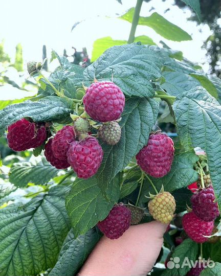 Саженцы малины