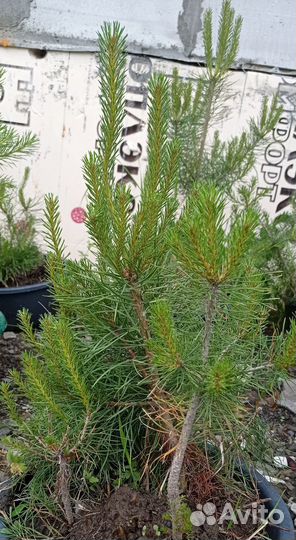 Саженцы кедр, сосна