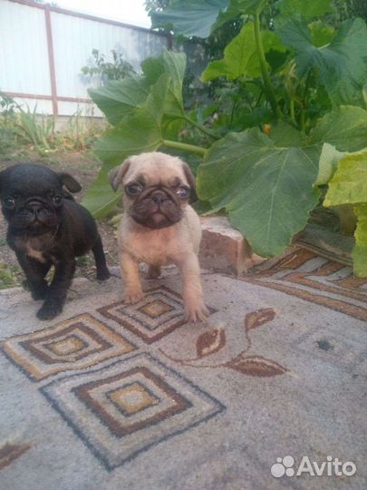 Щенки мопса