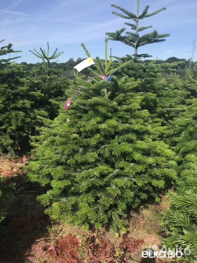 Сосна 1,5м - 2м оптом и в розницу