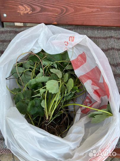 Рассада клубники купчиха