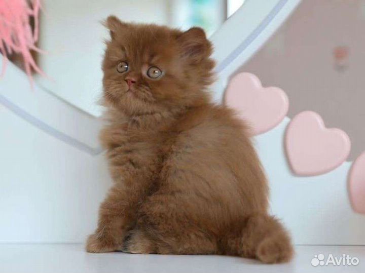 Британский шоколадный котенок