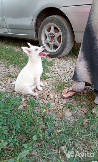 Умка белоснежное игривое чудо