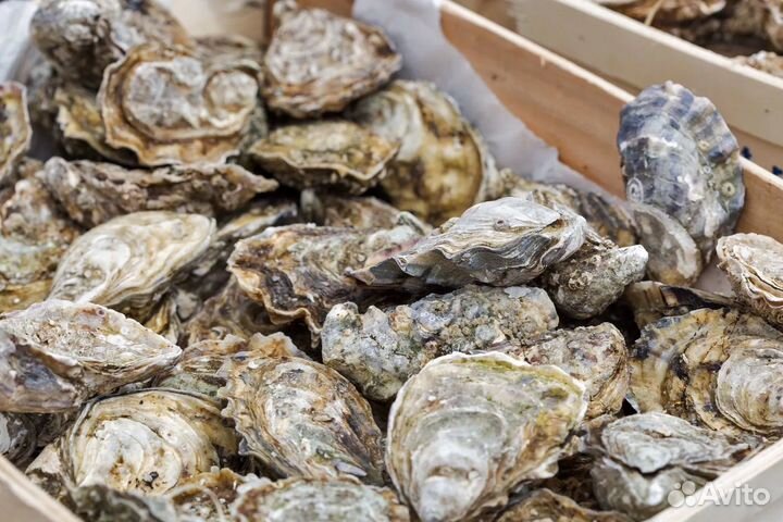 Живые устрицы Севастополь