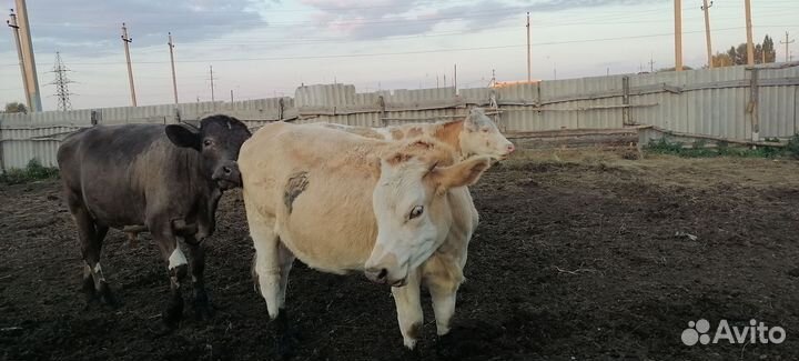 2 телки и 1 первотёлка стельные