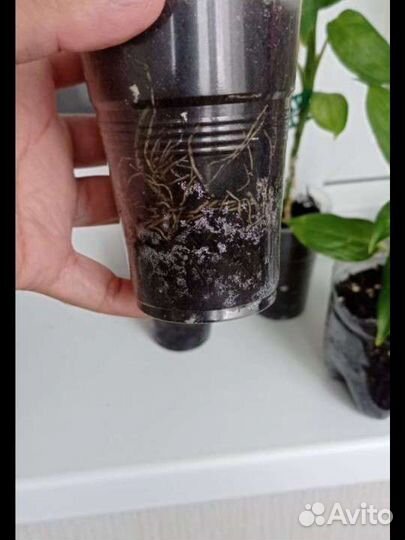 Диффенбахия