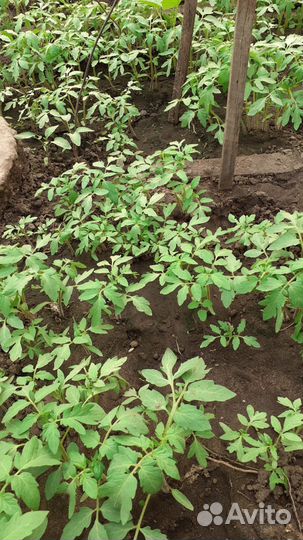 Рассада помидор