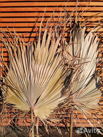 Листья пальмы Вашингтонии