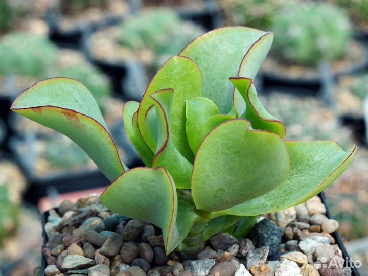 Крассула Синяя птица, Суккуленты