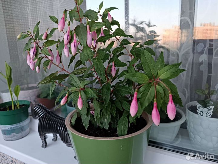 Комнатные цветы разные