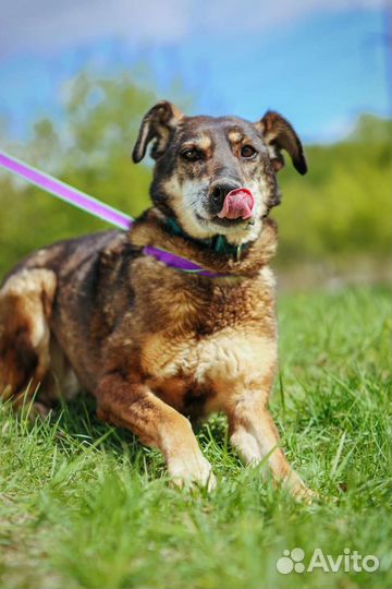 Старушка Магда ищет дом