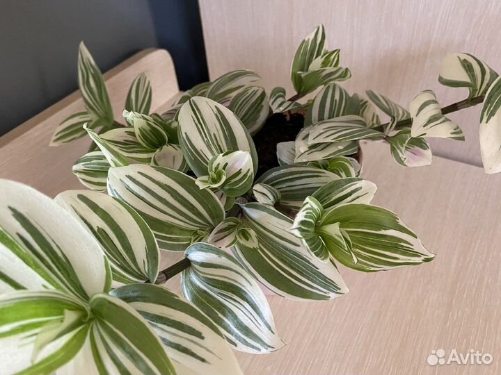 Традесканция в кашпо