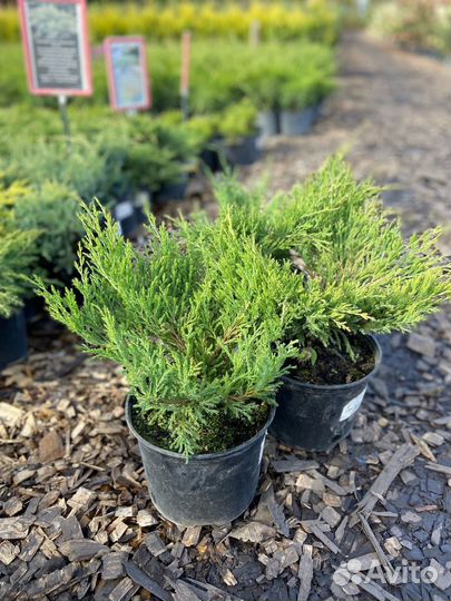 Можжевельник