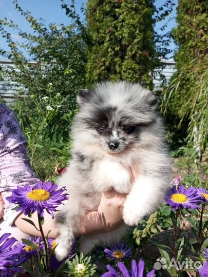 Шпице-горошенки