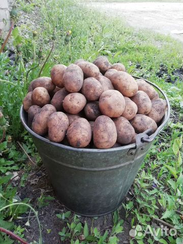 Продаётся картофель на корм животным и птицам