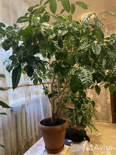 Табернемонтана