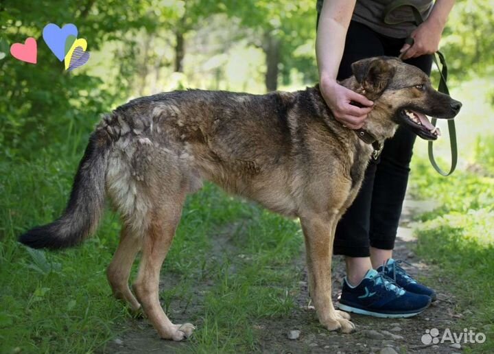 Собака Арчи, 4.5 года, собака- обнимака